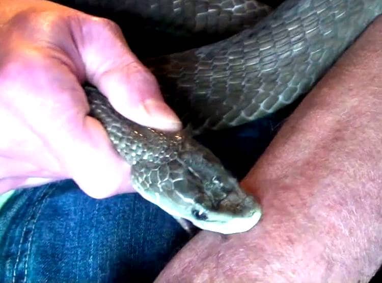 प्रेम संबंधों में रोड़ा बनी सास की सांप से डसवाकर हत्या, ऐसे खुला राज