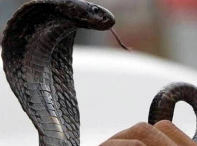 प्रेम संबंधों में रोड़ा बनी सास की सांप से डसवाकर हत्या, ऐसे खुला राज