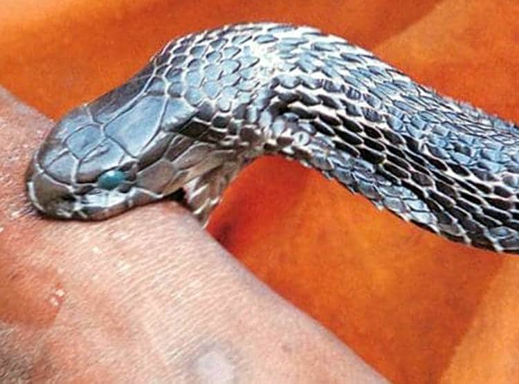 प्रेम संबंधों में रोड़ा बनी सास की सांप से डसवाकर हत्या, ऐसे खुला राज