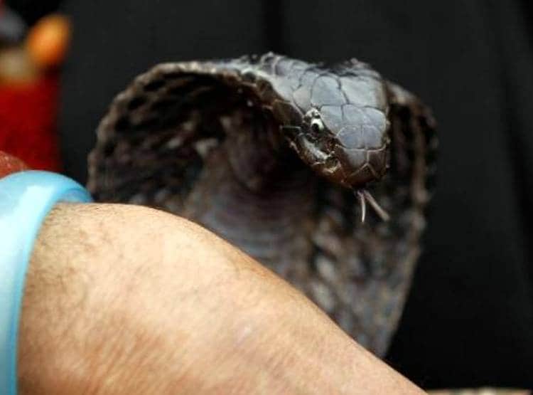 प्रेम संबंधों में रोड़ा बनी सास की सांप से डसवाकर हत्या, ऐसे खुला राज