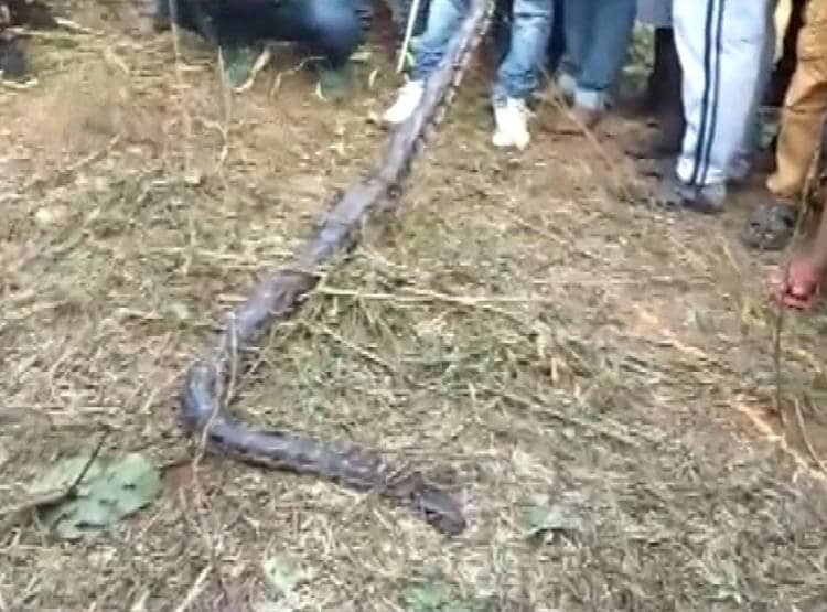 पाइप से आ रही थी अजीब आवाज, निकला 18 फीट का अजगर