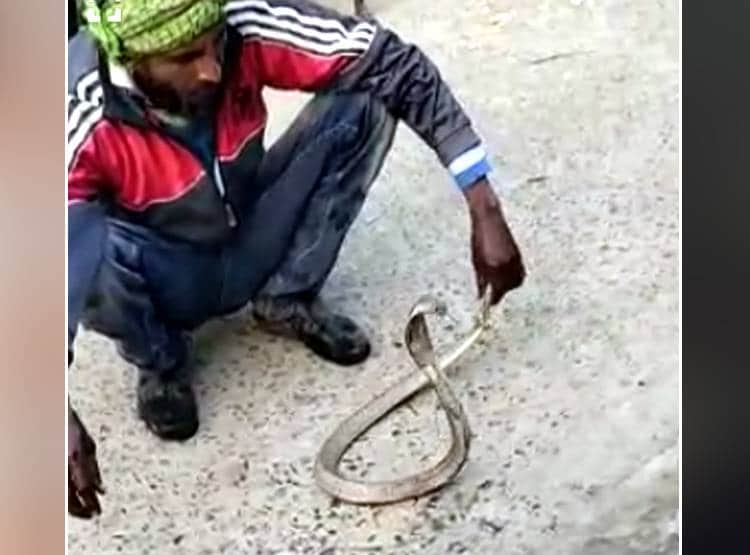 सांप को बाल्टी में धोया फिर कुर्सी पर बैठाया, 9 म‍िनट तक खेलता रहा शख्स