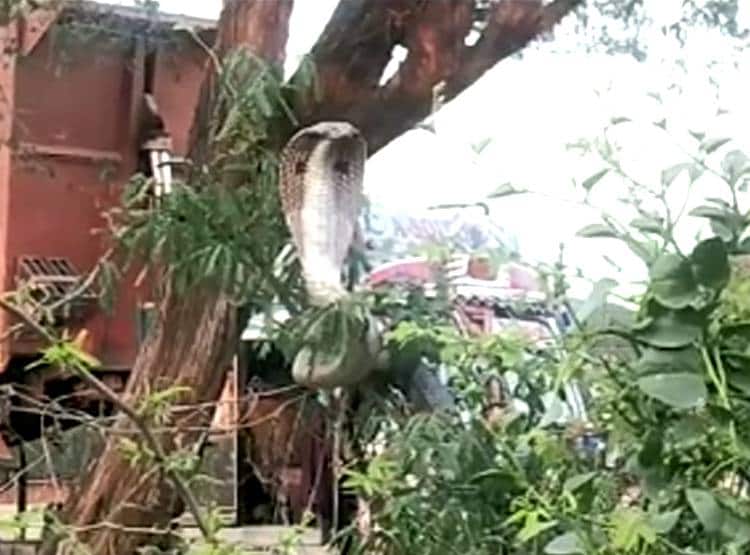 क‍िंग कोबरा को देख लोग हैरान, 100 साल में बनता है इतना बड़ा आकार