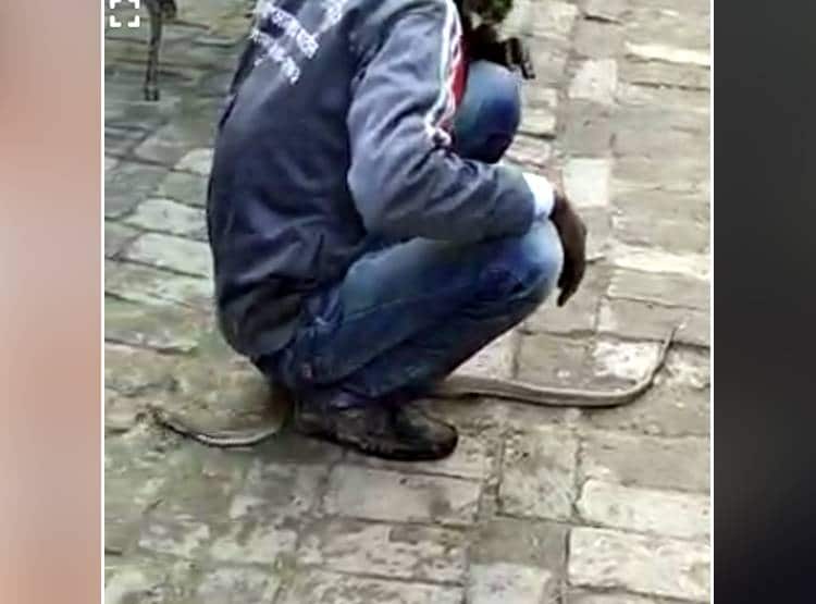 सांप को बाल्टी में धोया फिर कुर्सी पर बैठाया, 9 म‍िनट तक खेलता रहा शख्स