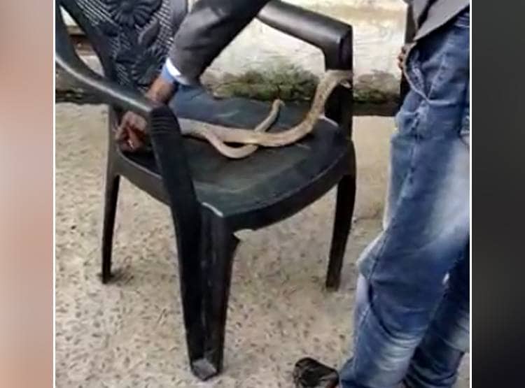 सांप को बाल्टी में धोया फिर कुर्सी पर बैठाया, 9 म‍िनट तक खेलता रहा शख्स