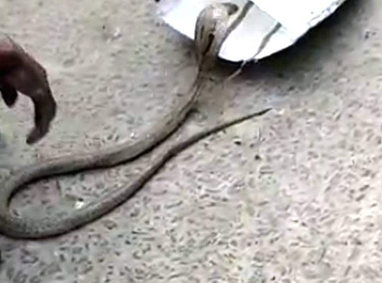 सांप को बाल्टी में धोया फिर कुर्सी पर बैठाया, 9 म‍िनट तक खेलता रहा शख्स