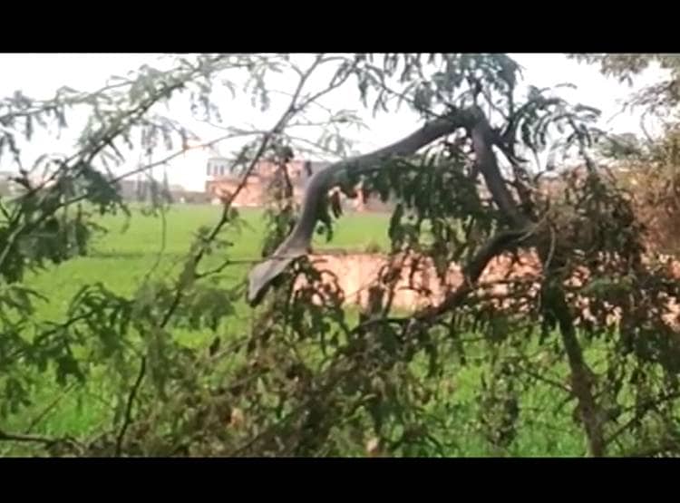 क‍िंग कोबरा को देख लोग हैरान, 100 साल में बनता है इतना बड़ा आकार