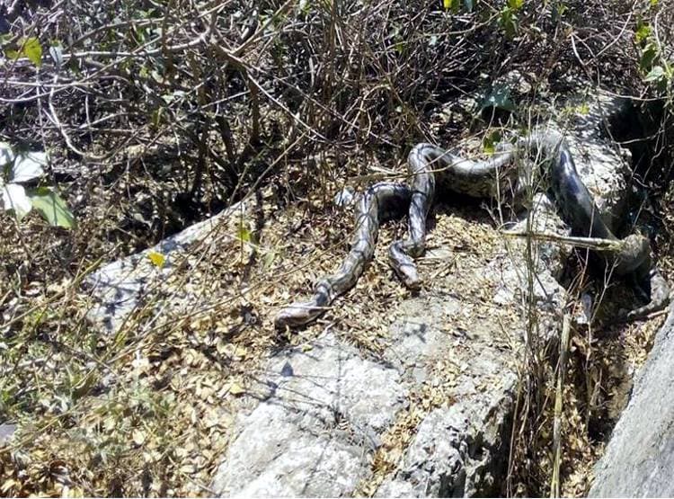 अजगरों की बस्ती में खुले घूमते हैं अजगर, 'एनाकोंडा' फ‍िल्म जैसा द‍िखता है नजारा