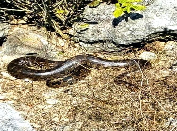 अजगरों की बस्ती में खुले घूमते हैं अजगर, 'एनाकोंडा' फ‍िल्म जैसा द‍िखता है नजारा