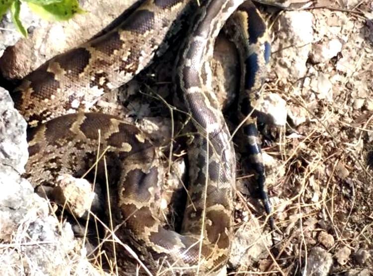 अजगरों की बस्ती में खुले घूमते हैं अजगर, 'एनाकोंडा' फ‍िल्म जैसा द‍िखता है नजारा