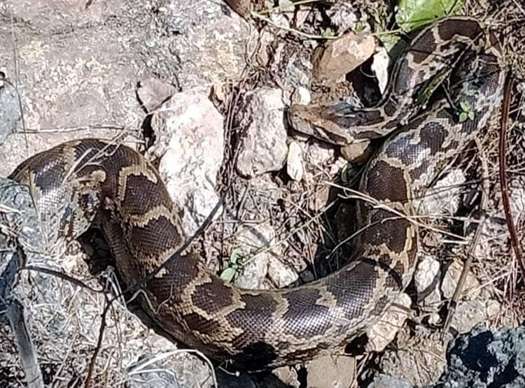 अजगरों की बस्ती में खुले घूमते हैं अजगर, 'एनाकोंडा' फ‍िल्म जैसा द‍िखता है नजारा