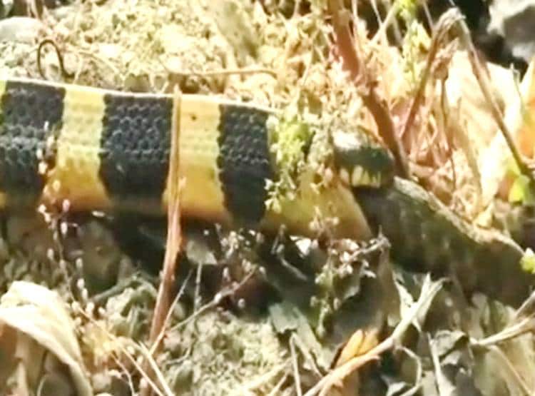 सांप को ही न‍िगल रहा था सांप, टूर‍िस्ट के कैमरे में दि‍खा दुर्लभ नजारा