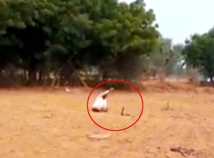 जहरीले सांप के साथ 30 म‍िनट तक खेला शराबी, डसा तो...