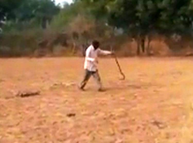 जहरीले सांप के साथ 30 म‍िनट तक खेला शराबी, डसा तो...