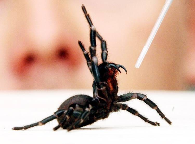 पहले आग-अब खतरनाक मकड़ी, 15 मिनट में लेती है जान, AUS की नई मुसीबत