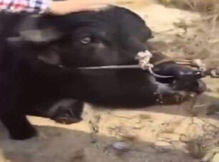 प्रेग्नेंट भैस को ले जा रहा था कसाई, फिर ऐसे बची जान