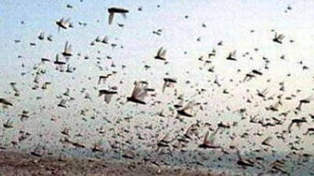 पाकिस्तानी संकट पहुंचा राजस्थान, किसान परेशान- हरकत में मोदी सरकार