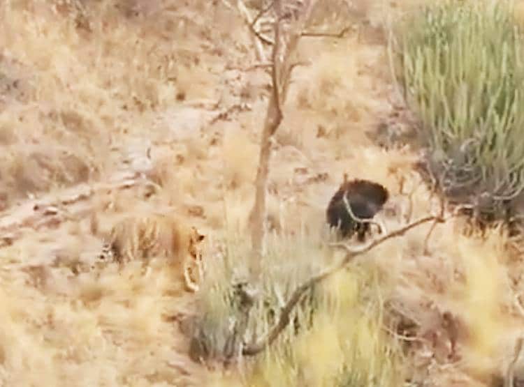 जब भालू ने दिखाया गुस्सा तो दुम दबाकर भागे दो बाघ...देखिए तस्वीरें