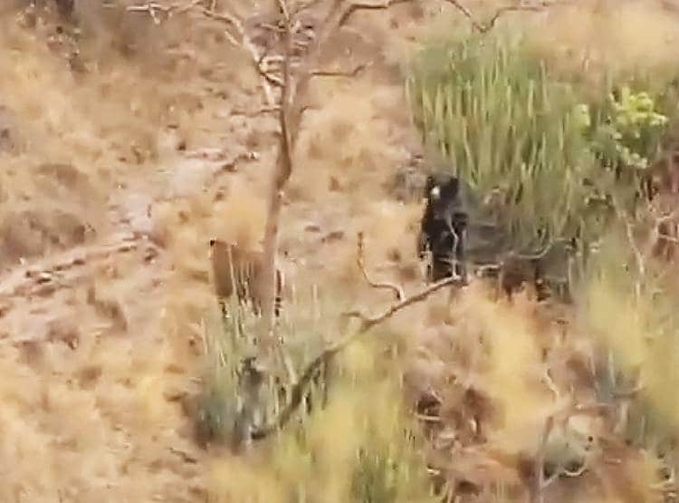 जब भालू ने दिखाया गुस्सा तो दुम दबाकर भागे दो बाघ...देखिए तस्वीरें