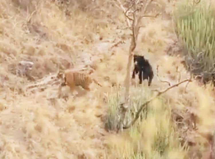 जब भालू ने दिखाया गुस्सा तो दुम दबाकर भागे दो बाघ...देखिए तस्वीरें