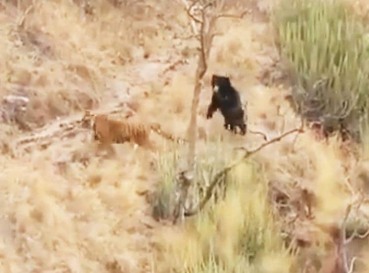 जब भालू ने दिखाया गुस्सा तो दुम दबाकर भागे दो बाघ...देखिए तस्वीरें