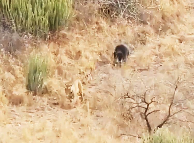 जब भालू ने दिखाया गुस्सा तो दुम दबाकर भागे दो बाघ...देखिए तस्वीरें