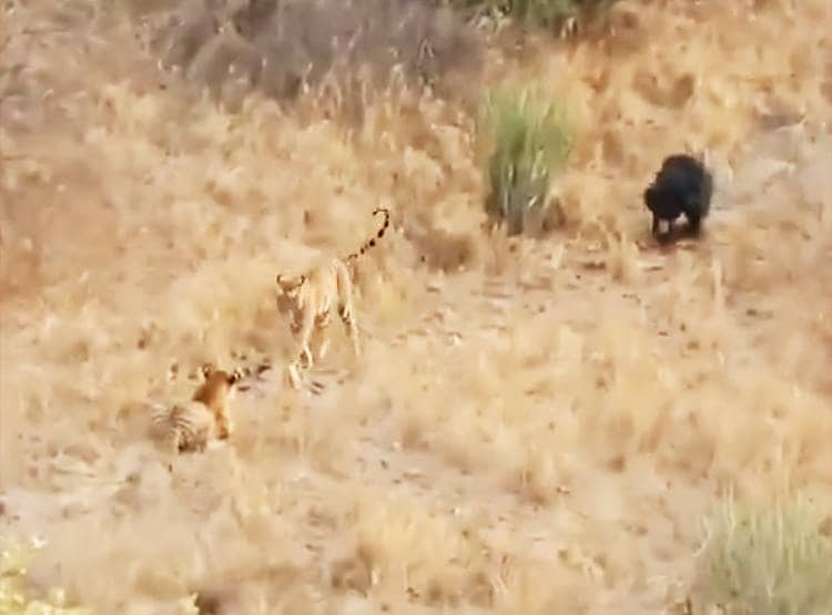 जब भालू ने दिखाया गुस्सा तो दुम दबाकर भागे दो बाघ...देखिए तस्वीरें