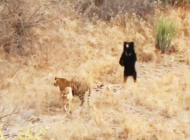 जब भालू ने दिखाया गुस्सा तो दुम दबाकर भागे दो बाघ...देखिए तस्वीरें