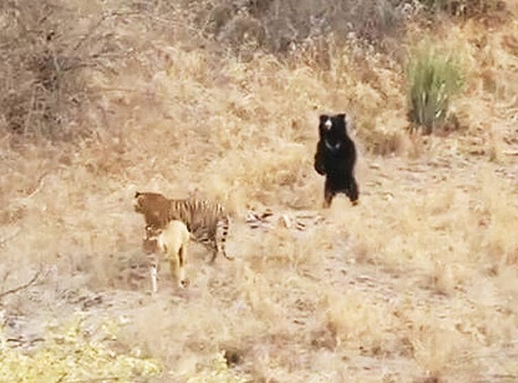 जब भालू ने दिखाया गुस्सा तो दुम दबाकर भागे दो बाघ...देखिए तस्वीरें