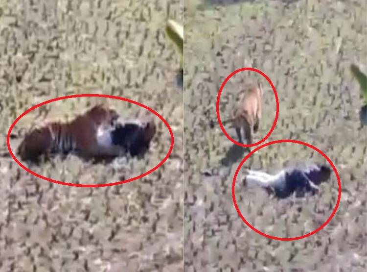 बाघ सामने आया तो शख्स ने किया मरने का नाटक...और ऐसे बची जान