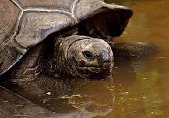 130 साल के कछुए ने इतनी बार किया सेक्स कि अकेले दम पर बचा लिया कुनबा