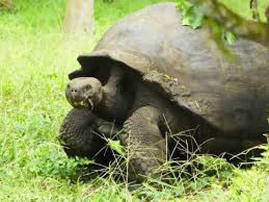 130 साल के कछुए ने इतनी बार किया सेक्स कि अकेले दम पर बचा लिया कुनबा