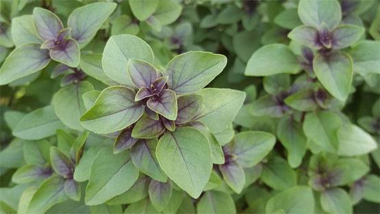 चंद्र ग्रहण के दौरान गलती से भी ना करें ये काम, माना जाता है अशुभ