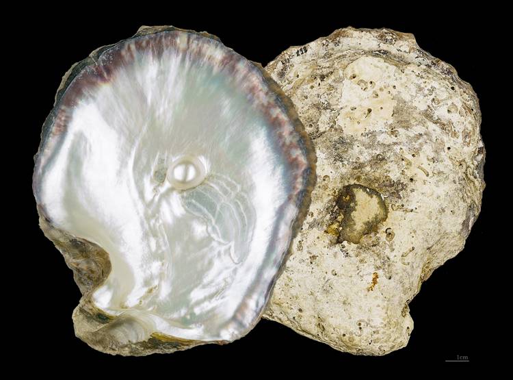 मोतियों का ये शहर बनेगा ISRO का 'लॉन्चपैड', क्यों है खास?