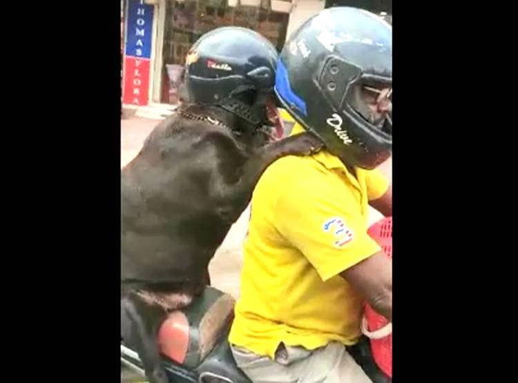 सड़क पर दिखा अजीब नजारा, हेलमेट पहन इंसान की तरह बैठा था कुत्ता