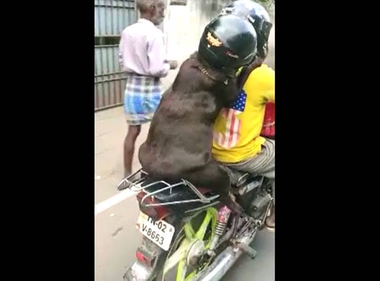 सड़क पर दिखा अजीब नजारा, हेलमेट पहन इंसान की तरह बैठा था कुत्ता