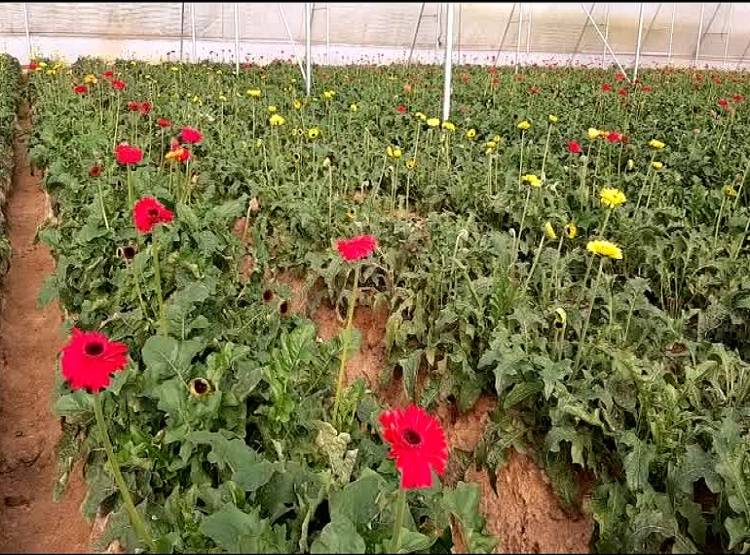 CM योगी के पसंदीदा रंग के फूलों की खेती करने लगा इंजीनियर, हो रही भारी कमाई