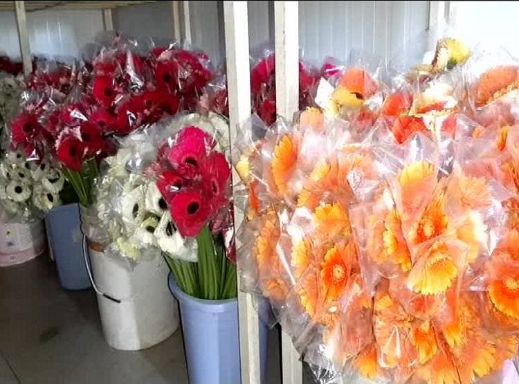 CM योगी के पसंदीदा रंग के फूलों की खेती करने लगा इंजीनियर, हो रही भारी कमाई