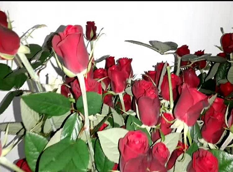 CM योगी के पसंदीदा रंग के फूलों की खेती करने लगा इंजीनियर, हो रही भारी कमाई