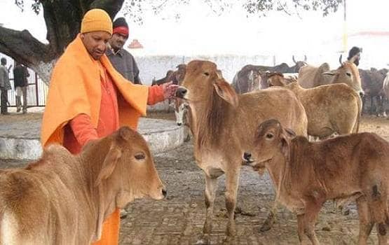 यूपी में जिंदा गायों को खा रहे कुत्ते, बेहद बुरे हाल में गौशालाएं