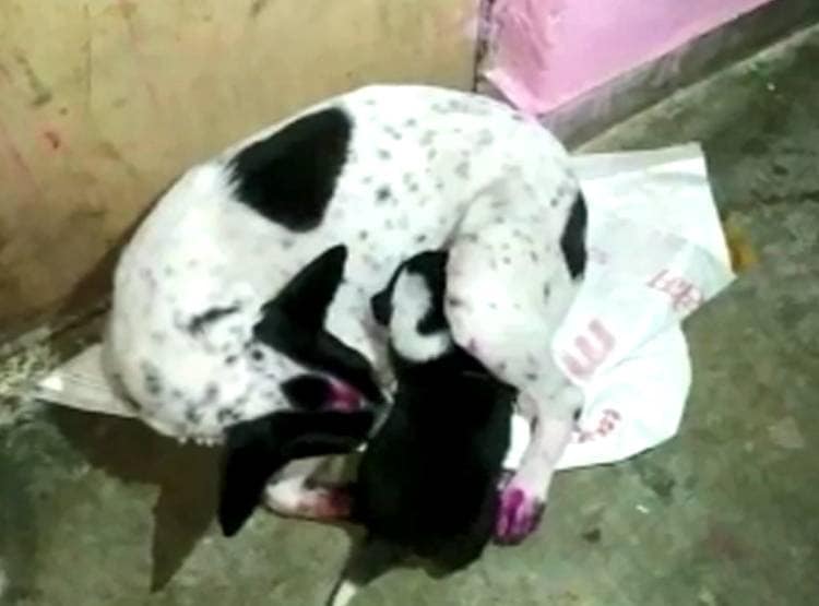 क‍िन्नर ने कुत‍िया को बच्चे की तरह पाला, प‍ि‍ल्ला हुआ तो मनाया जश्न