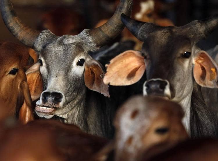 कैक्टस से बना दिया चमड़ा, खाल के लिए नहीं मारे जाएंगे मासूम जानवर