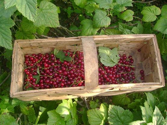 इन चार चीजों से हो सकता है कैंसर, तुरंत बना लें दूरी