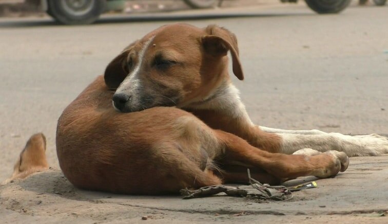 वाराणसी नगर निगम का फरमान, कुत्तों को भी मिलेगा अपना आई कार्ड