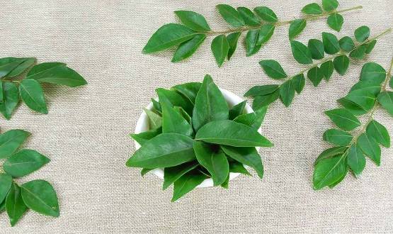 30 मिनट...वजन घटा सकता है ये चमत्कारी पत्ता, बाल झड़ने से भी रोकेगा