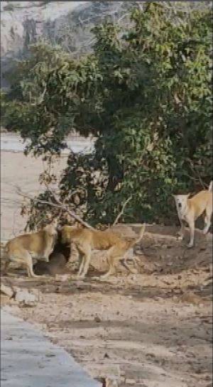 जिंदा इंसान को मारकर खा गए आदमखोर कुत्ते, शव देख कांप उठे लोग