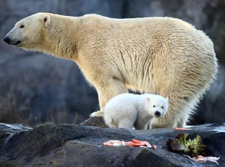 ग्लोबल वॉर्मिंग के भयानक परिणाम, अपने ही बच्चों को खा रहे पोलर बियर