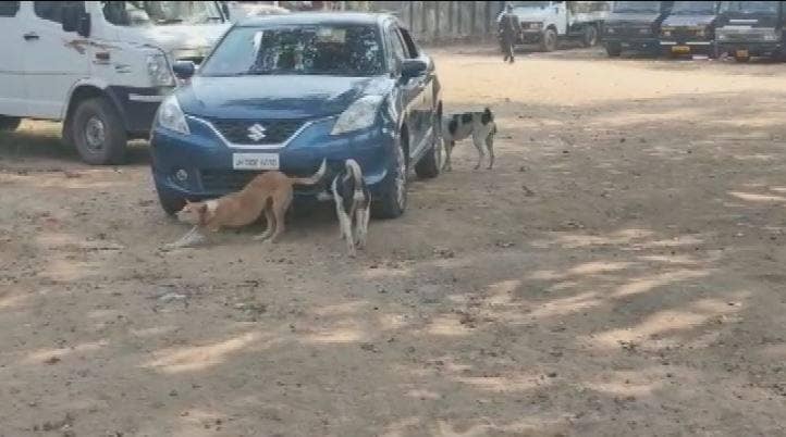 जिंदा इंसान को मारकर खा गए आदमखोर कुत्ते, शव देख कांप उठे लोग