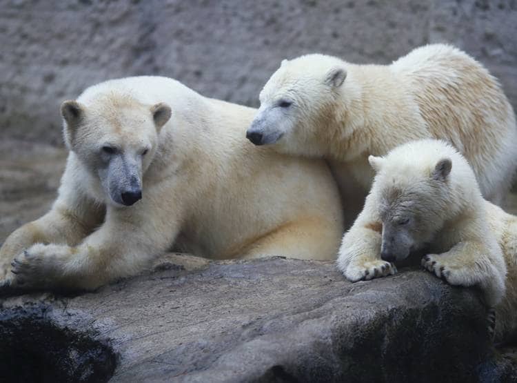 ग्लोबल वॉर्मिंग के भयानक परिणाम, अपने ही बच्चों को खा रहे पोलर बियर