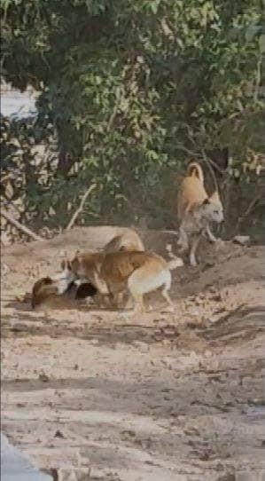 जिंदा इंसान को मारकर खा गए आदमखोर कुत्ते, शव देख कांप उठे लोग